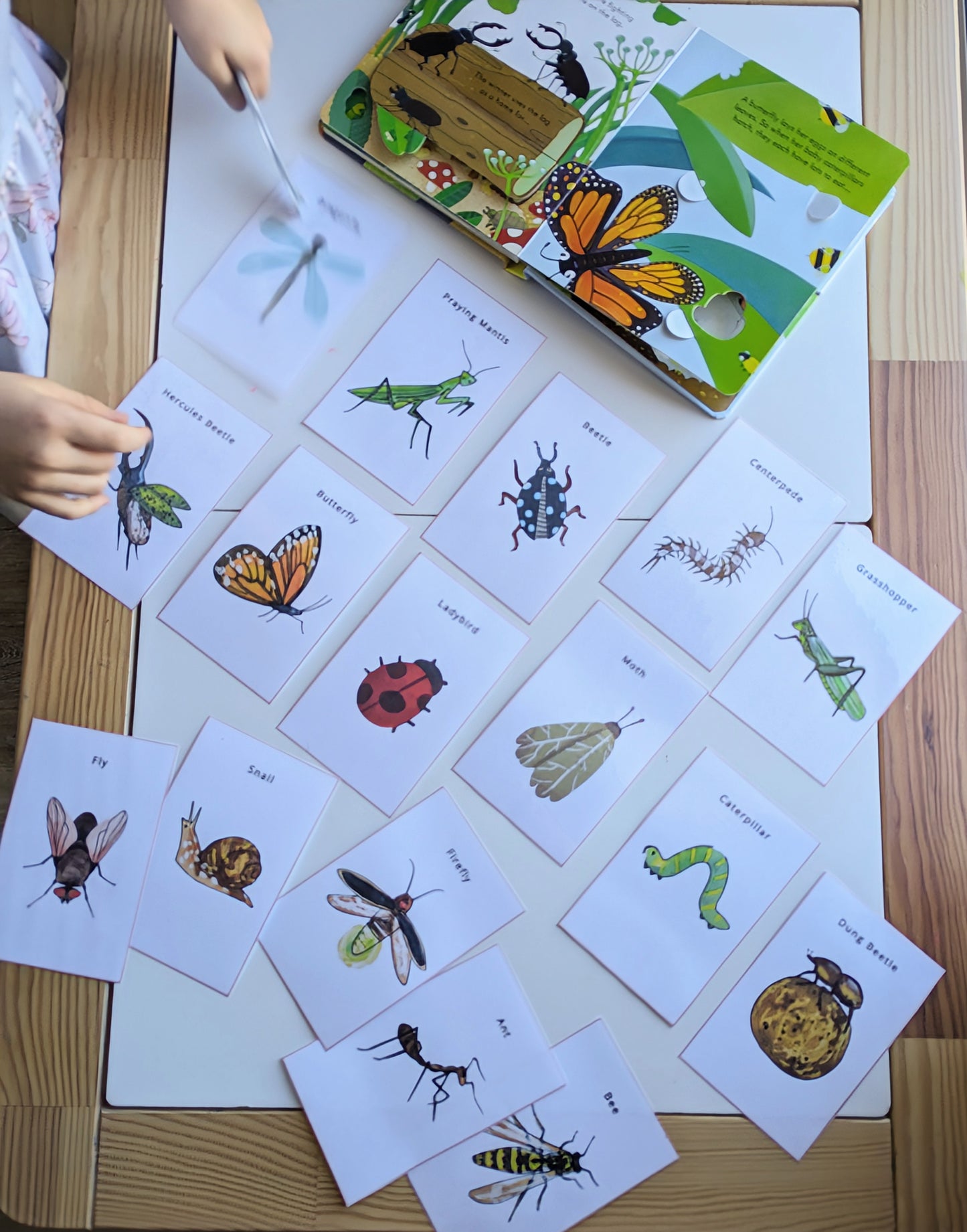 A4 Insect Cards and sorting activity