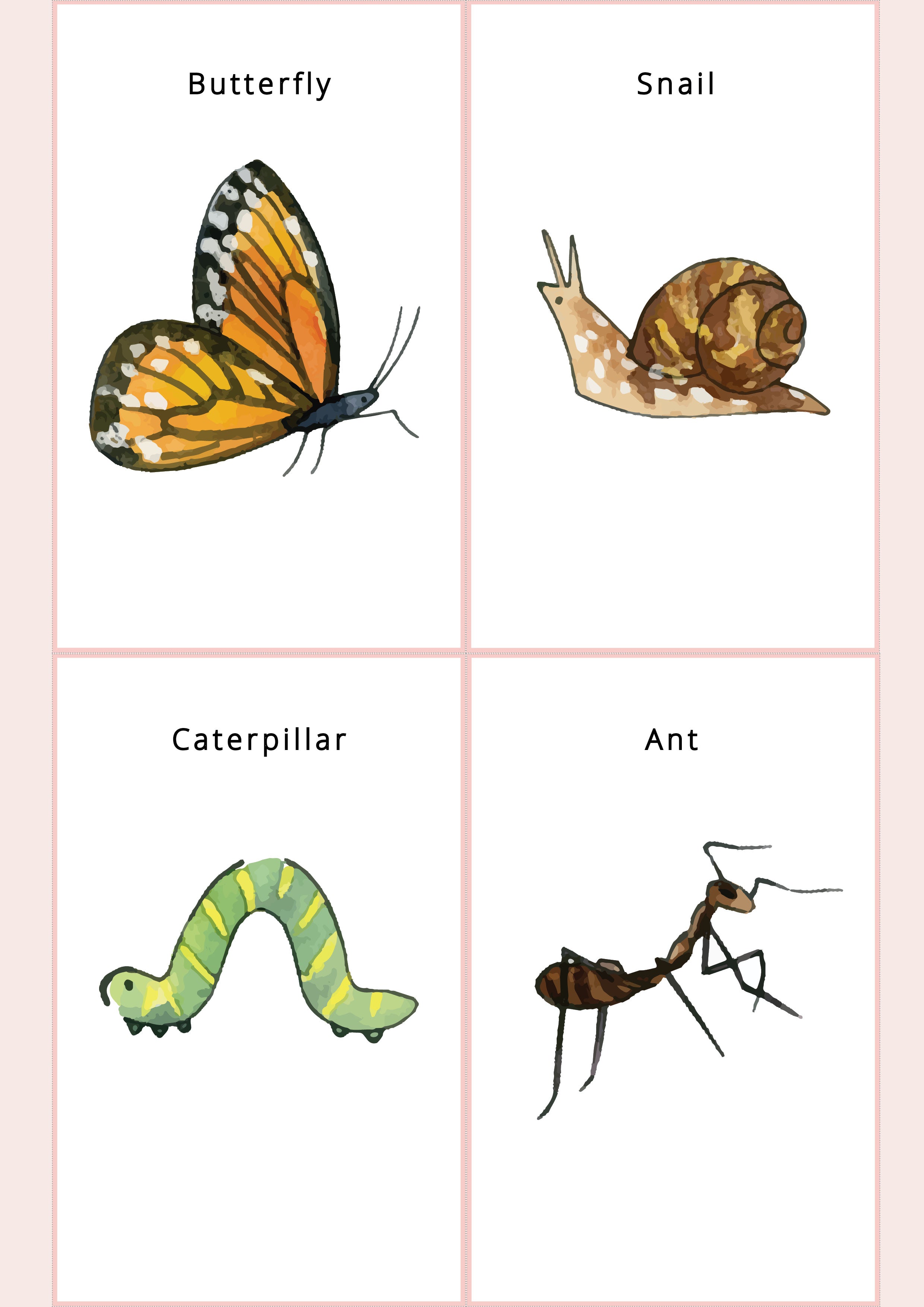 A4 Insect Cards and sorting activity – Littlie Playroom